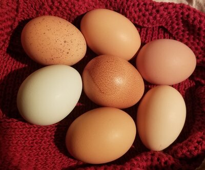10.30.2020 7 eggs.jpg