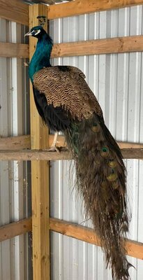 Mocha Peacock 2.jpg