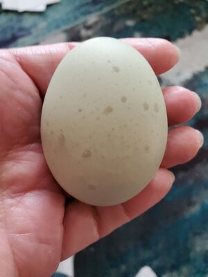 Koraline Egg.jpg