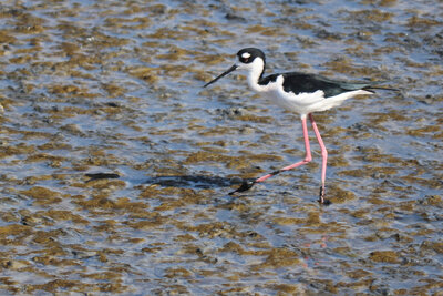 stilt-bird.JPG