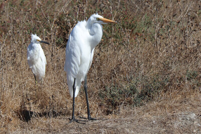 two-egrets.JPG