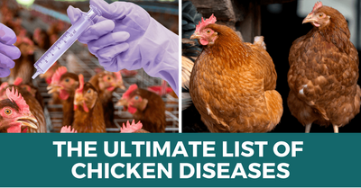 chicken-diseases.png