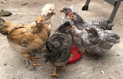 Chicks 11-1.jpg
