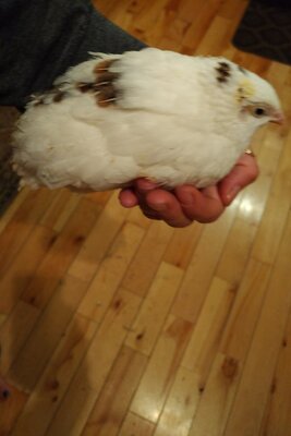 IMG_20201103_2012588.jpg
