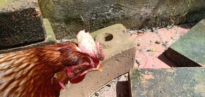IMG20201104120328_01.jpg