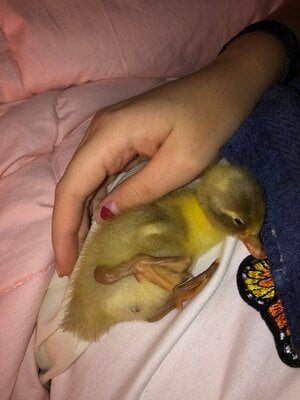 Duckling won’t walk. Lays on side and kicks