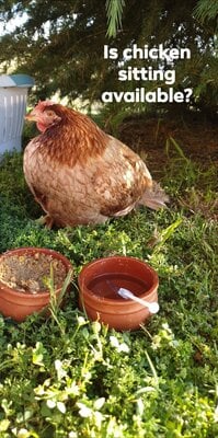 Egg-bound chicken causing obturator paralysis - A case study