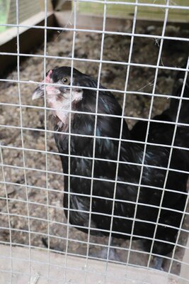IMG_8282 - Copy.JPG