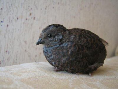 brown_blue_faced_button_quail_by_digital_disire.jpg