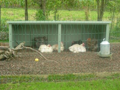 chicken wind shelter 3.jpg
