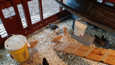 feeder ladder waterer.jpg