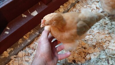 Roo hand.jpg