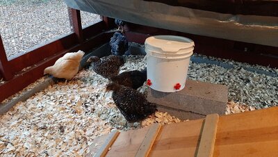 waterer.jpg