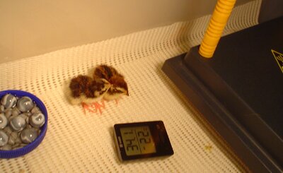 baby quail in brooder.JPG