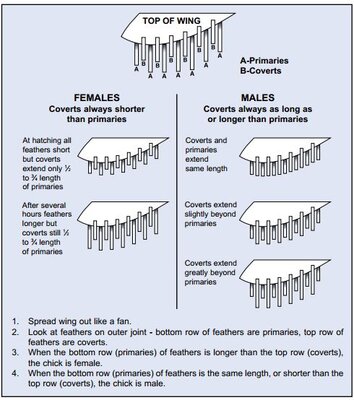 feather-sex-2_orig.jpg