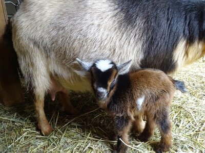 NEW BABY GOAT🖤💙🙀😍🐐🐐