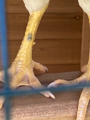 Spot on leg.jpg