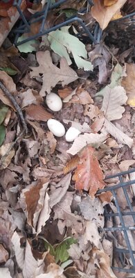 20201107_172012.jpg
