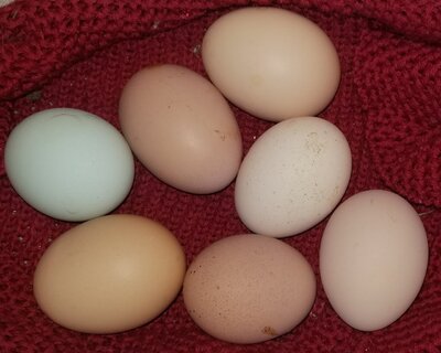 11.10.2020 7 eggs.jpg