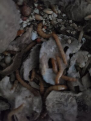 20201111_141257.jpg