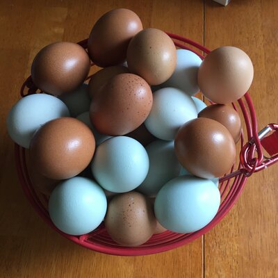 Egg basket.JPG