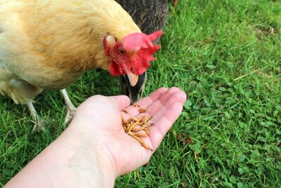 chicken_e.jpg