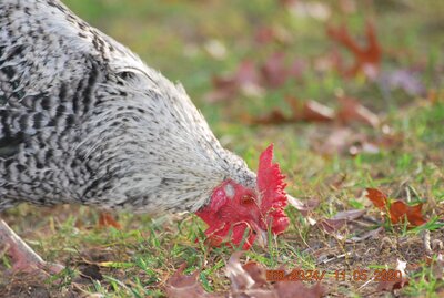 The Complete List of Boredom Busters for Poultry