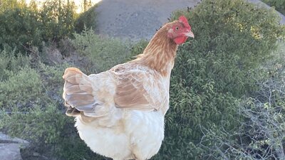 Blue Wheaten Marans (Project Finished) 11:12:2020 Unfiltered.JPG