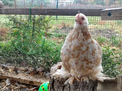 Mango on stump4 10:13:20.jpg