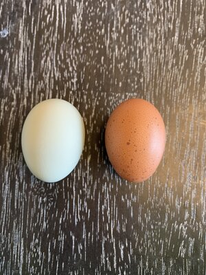 94E170C7-0010-4F5A-A7CD-E5D289A5C676.jpeg