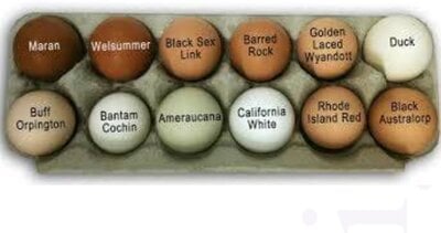 Cream Legbar Eggs Vs Ameraucana  