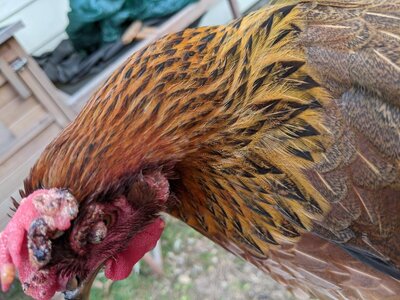 chick2.jpg