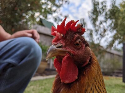 chick3.jpg