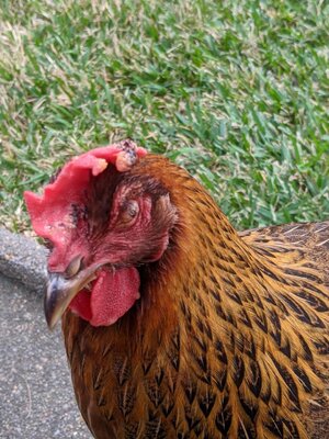 chick4.jpg