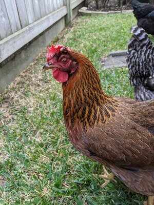 chick5.jpg