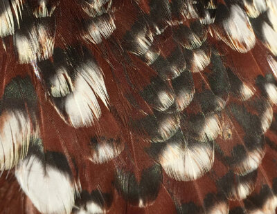 cropped_1A753BF0-B936-4784-830F-D5DDEDDC7659.jpg