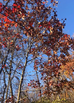 IMG_0124.jpg