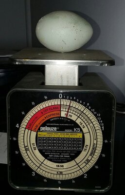 Eggzilla02a.jpg