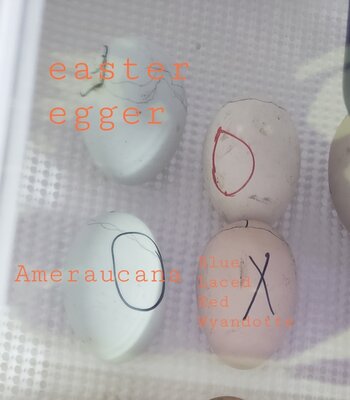 Screenshot_20201115-113003_Gallery.jpg