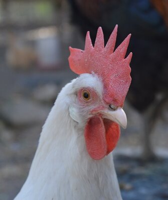 Leghorn head.jpg Leghorn head.jpg