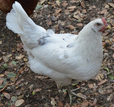 pigeon.jpg pigeon.jpg