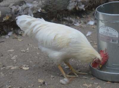 Foghorn Leghorn.jpg