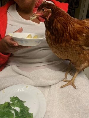 Chunk eating potatoes.jpg