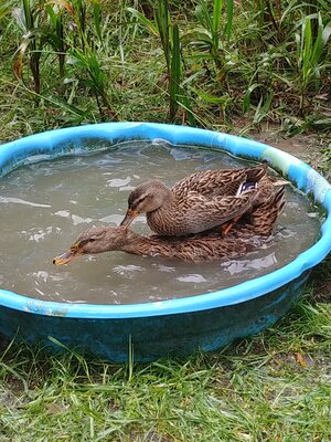 Duck Rescue.jpg