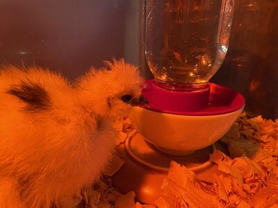 Keeping A Cleaner Chick Waterer