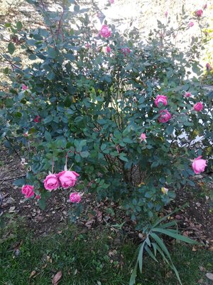 IMG_20201116_132019.jpg