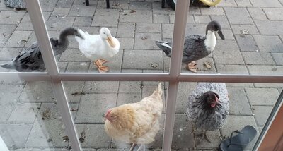 flock1.JPG