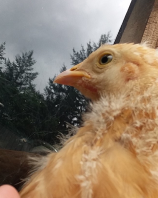 Lemondrop at 6 Weeks 3.PNG