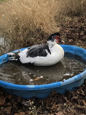 Louie in the pool Oct 2020.jpg