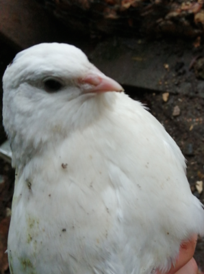 quail1b.png